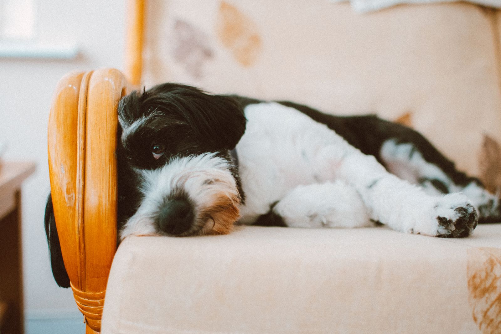 Magnétisme animal : apaiser son chien ou son chat