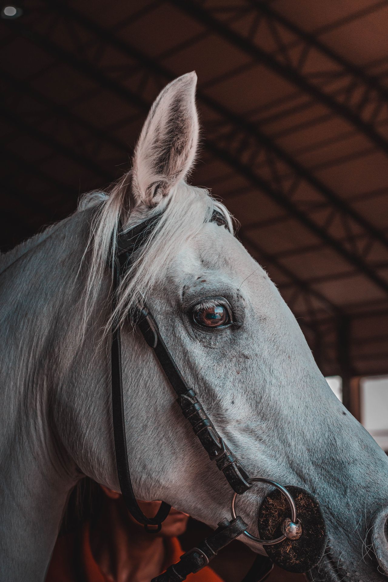 Cheval blanc apaisé