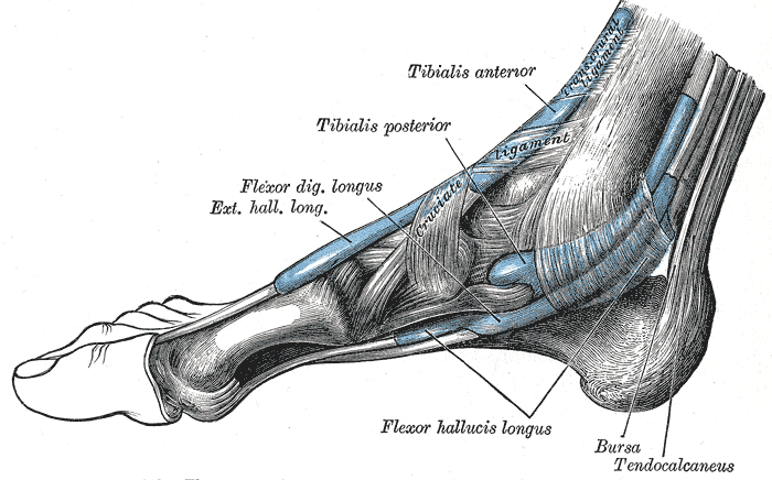 Le magnétisme et les crampes musculaires : muscles noués et détente