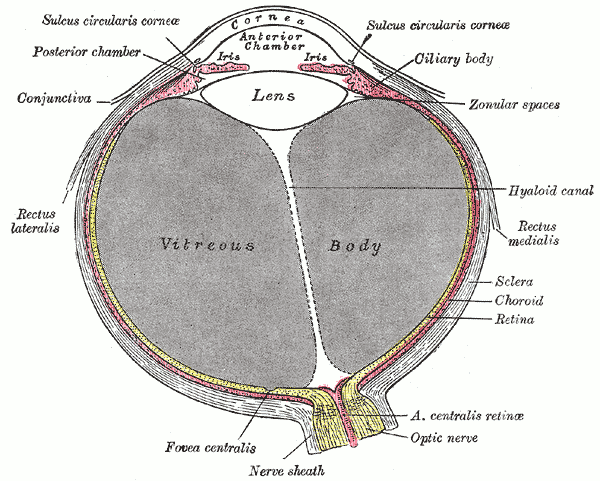 Le magnétisme et la fatigue visuelle : yeux fatigués et écrans