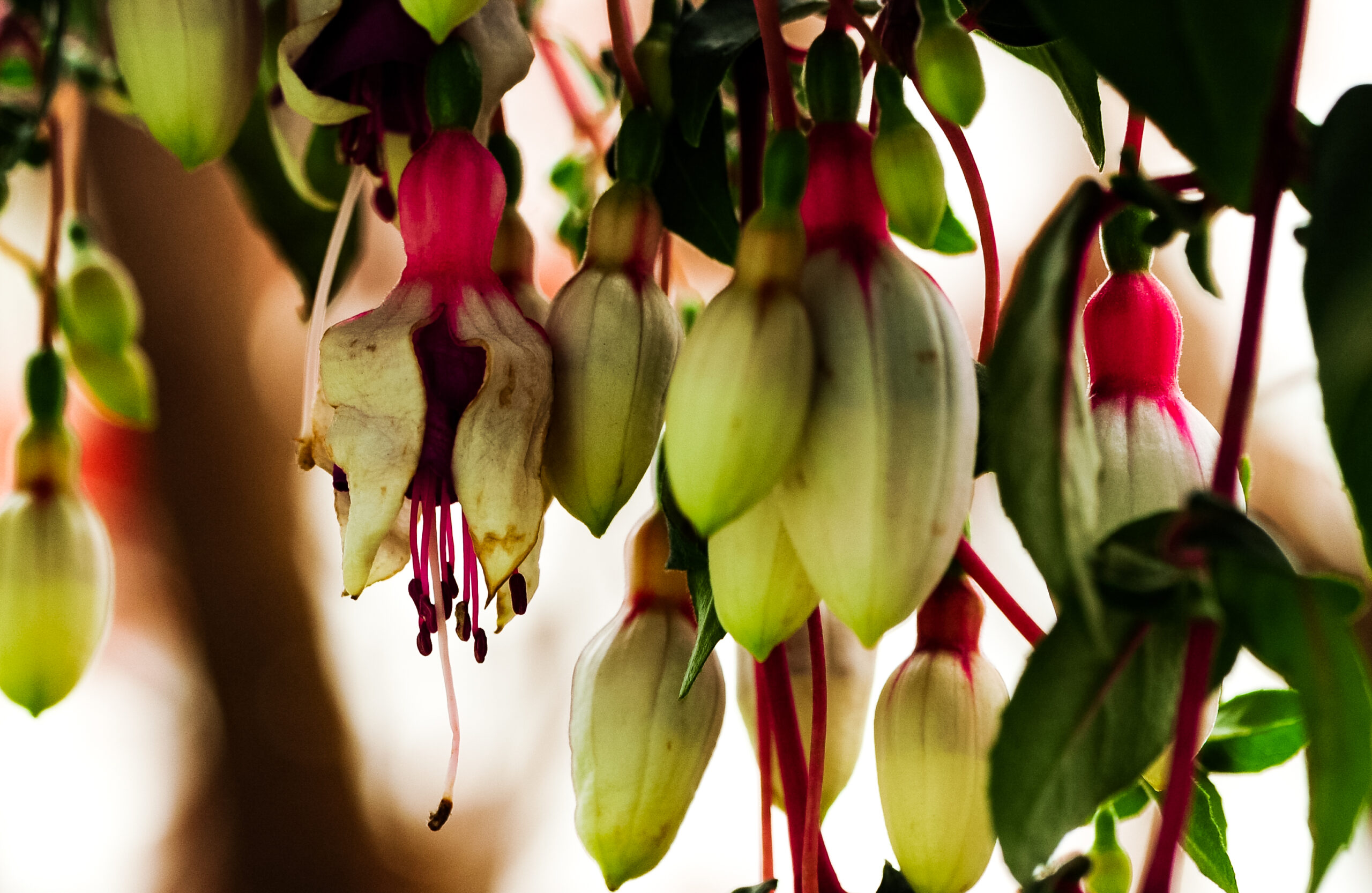 Le magnétisme et les plantes : ce qu’en dit la tradition