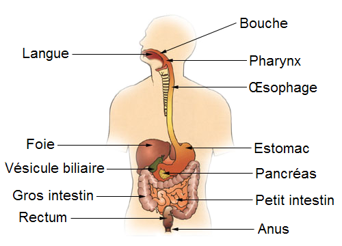 Le magnétisme et la constipation : transit paresseux et détente